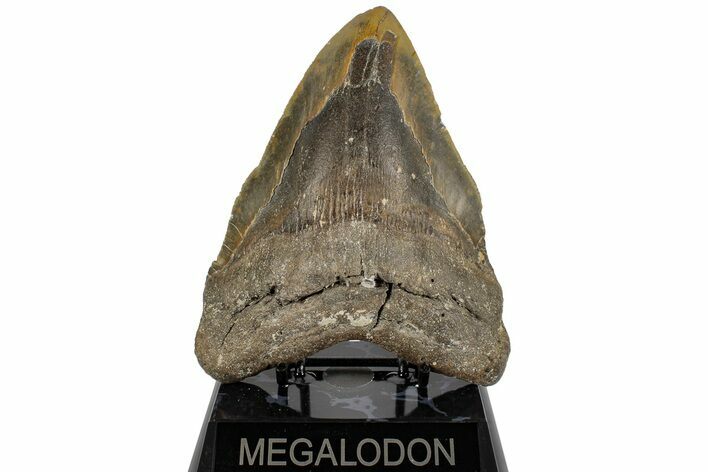 Bargain, 5.79" Fossil Megalodon Tooth - North Carolina